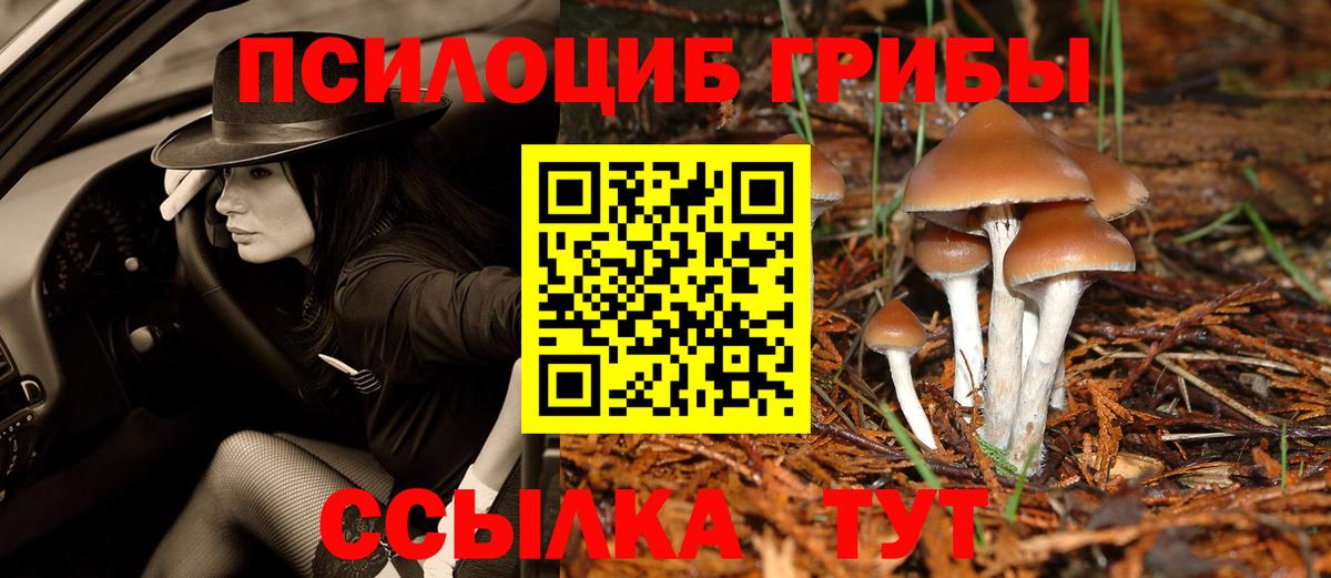 Котлас  Псилоцибиновые грибы Psilocybine cubensis  Вход с VPN 